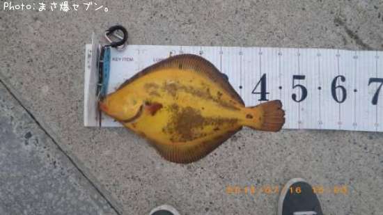 �ޥĥ��塞�쥤