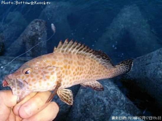 �������ϥ�