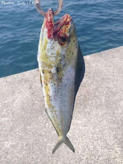 ������ʥڥ�ڥ��