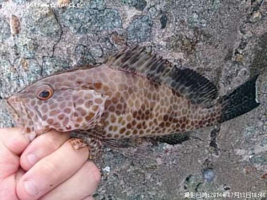 �������ϥ�