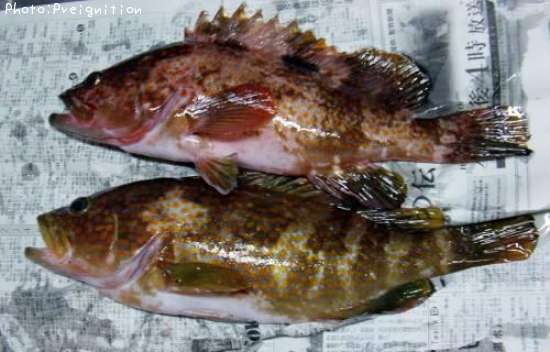 �����ϥ�