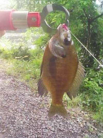 �֥롼����