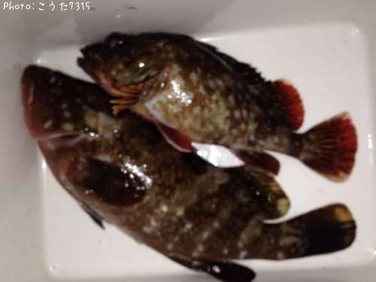 �����ϥ�