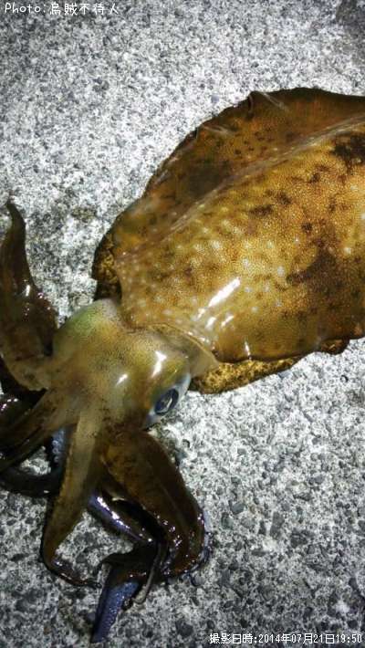 �����ꥤ��