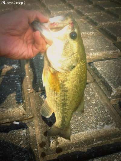 �֥�å��Х�