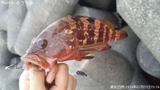 �����ϥ�