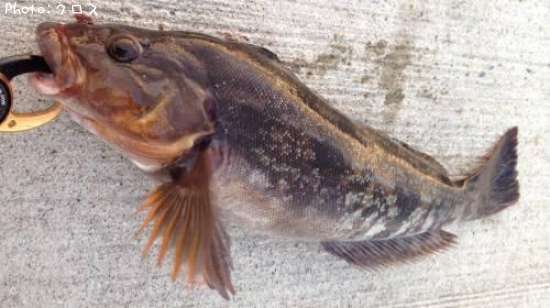 �����ʥ�