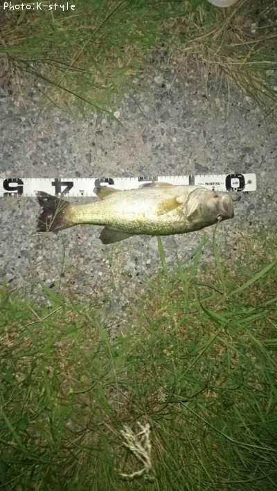 �֥�å��Х���