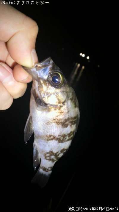 ���ץ�Х롪��