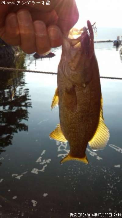 ���⡼��ޥ����Х�