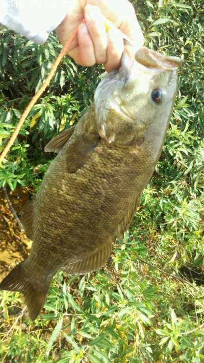 ���⡼��ޥ����Х�