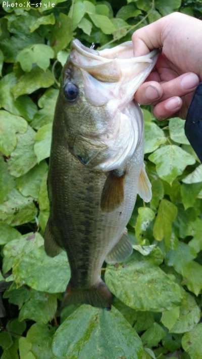 �֥�å��Х�