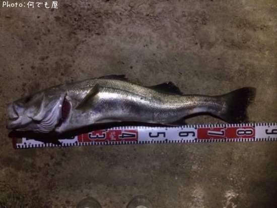 �����Х�