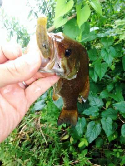 �֥�å��Х�