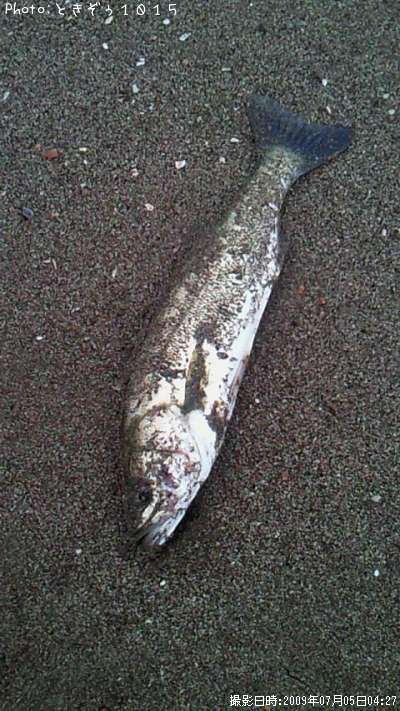 �����Х�