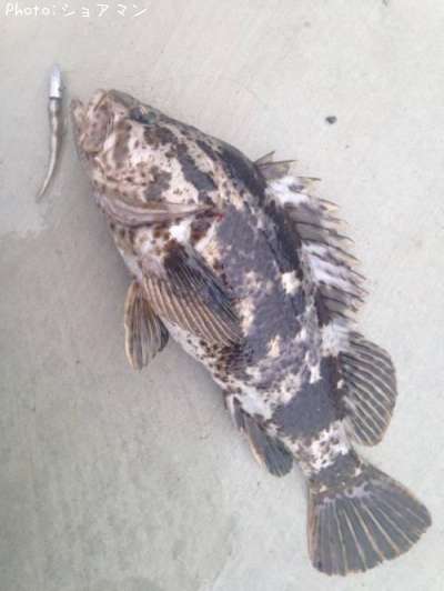 �٥å�������