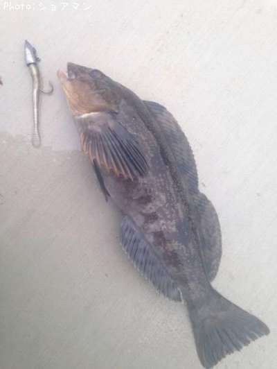 �����ʥ�