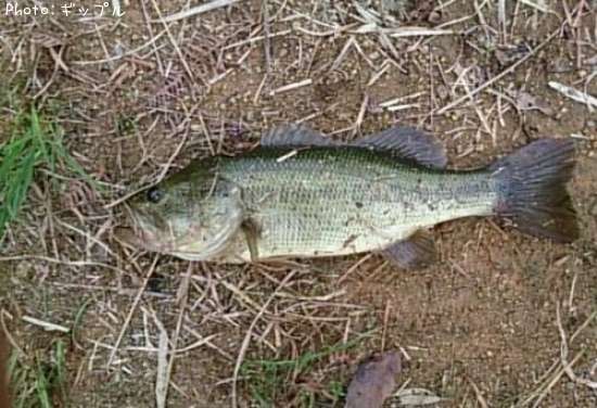 �֥�å��Х�