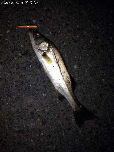 �����Х�