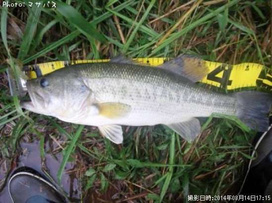 �֥�å��Х�