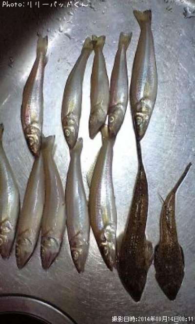 �ѡ���ԥ󥯤ε��ؿ͡��ᥴ��Ǧ���⥬�å�����