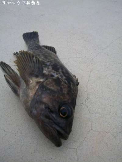 ���ӥ���