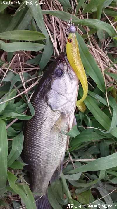 �֥�å��Х�