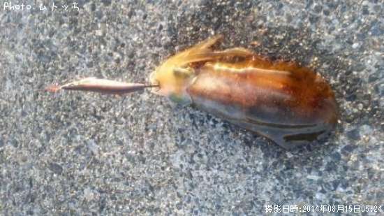 �����ꥤ��