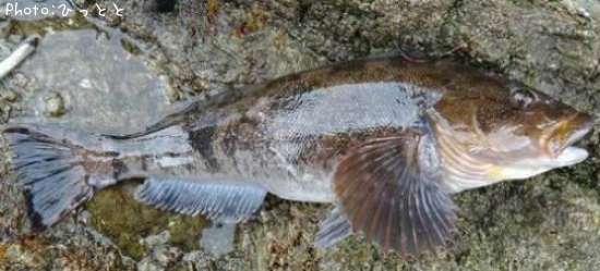 �����ʥ�