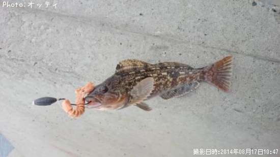 �����ʥ�