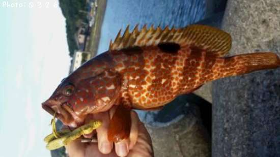 �����ϥ�