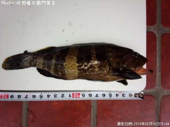 �����ϥ�