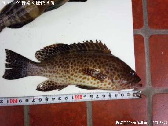 �������ϥ�