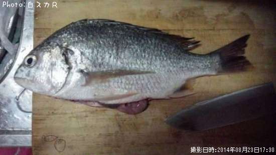 ���ӥ�