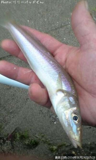 �ѡ���ԥ󥯤ε��ؿ�