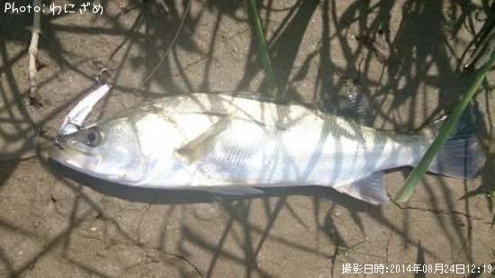 �����Х�