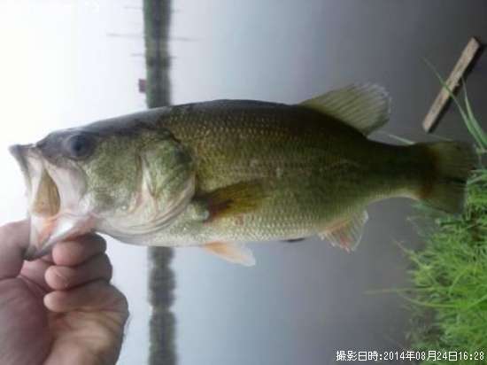 �֥�å��Х�