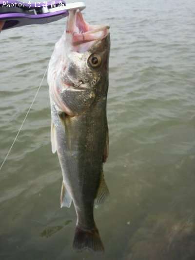 �����Х�