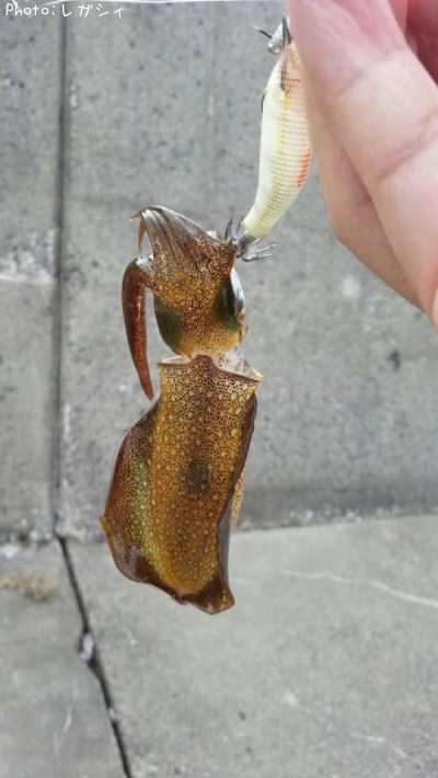 �����ꥤ��