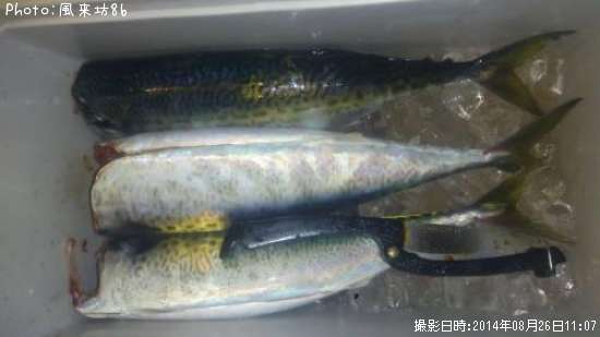 ���ޥ���