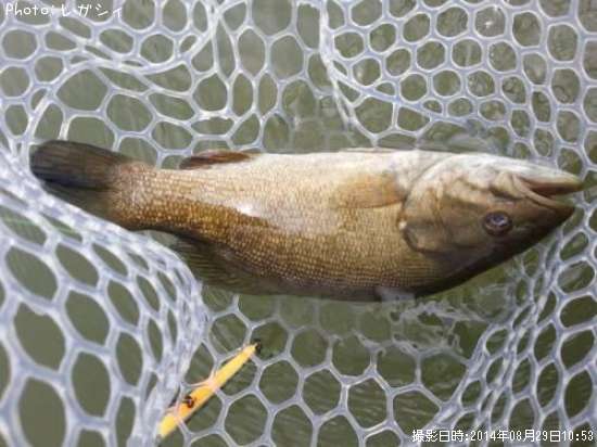 ���⡼��ޥ����Х�