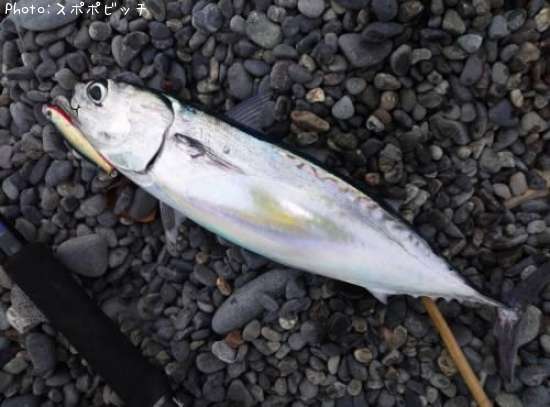 �ޥ륽����