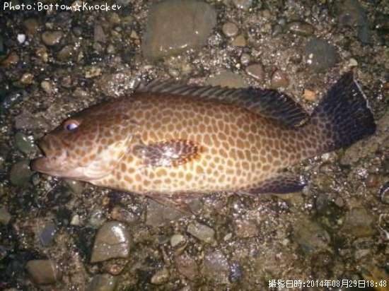 �������ϥ�