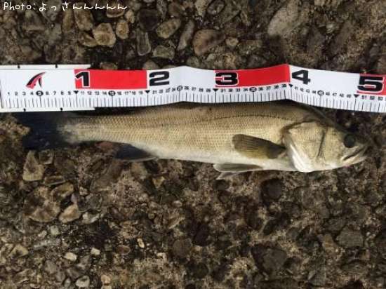 �����Х�����