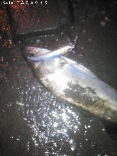 �����Х�