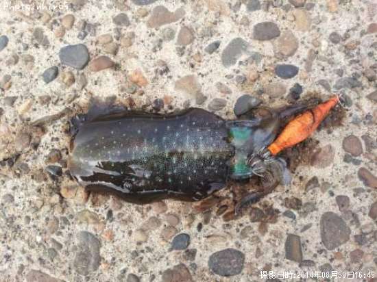 �����ꥤ��