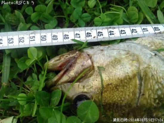 ���⡼��ޥ����Х�