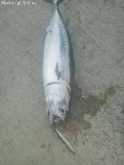 �ޥ륽����