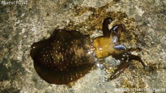 �����ꥤ��