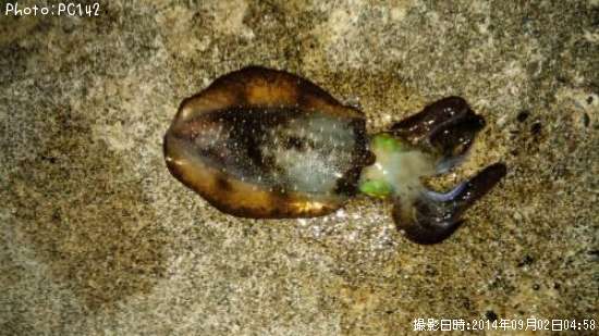 �����ꥤ��